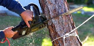South Bradenton, FL Tree Services Company