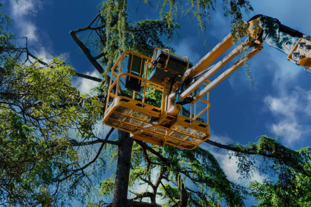 Best Hazardous Tree Removal  in South Bradenton, FL