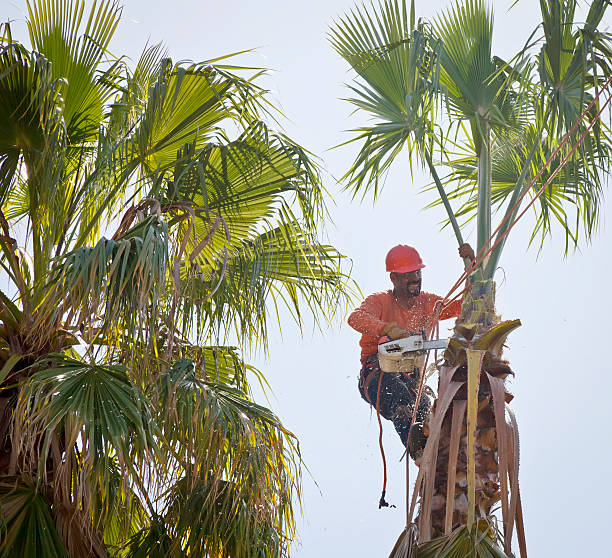 Best Root Management and Removal  in South Bradenton, FL